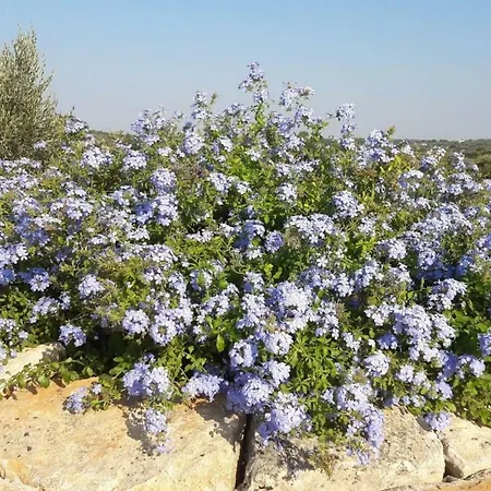 Masseria Soleterra Gospodarstwo wiejskie Ostuni