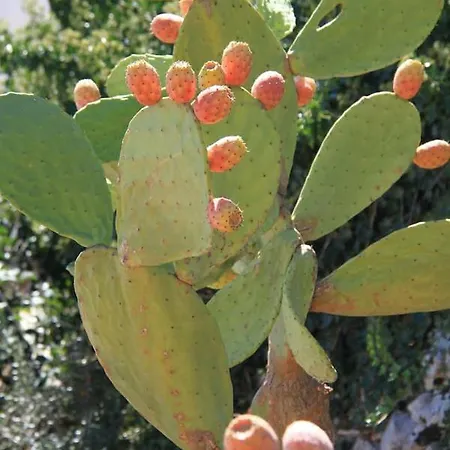 Gospodarstwo wiejskie Masseria Soleterra Ostuni